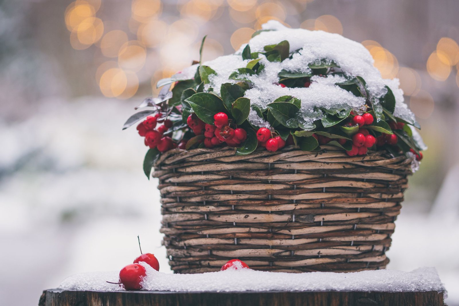Winter plants for patio pots — holly branches with red winter berries